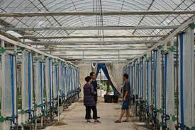 讓農業(yè)走向 智 學院教師實踐團隊調研金普新區(qū)無土栽培蔬菜工廠